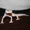 Vartotojo avataras